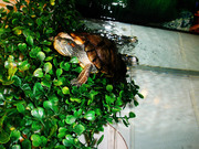 Продам аквариум 200л. с 2-я красноухими черепахами и всем оборудование