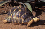 черепаха Лучистая